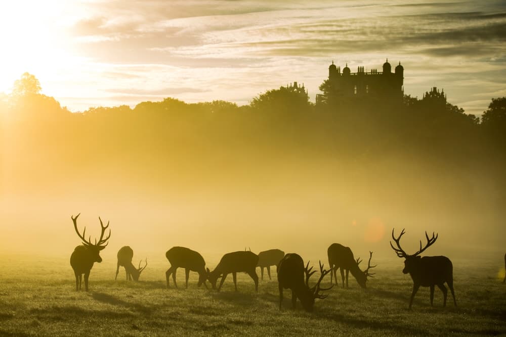 Living in Wollaton